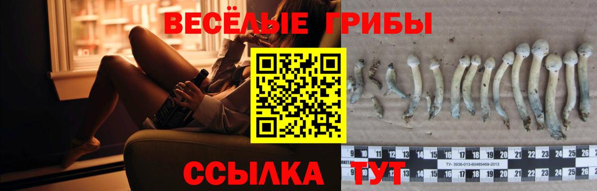 Псилоцибиновые грибы GOLDEN TEACHER  Псилоцибиновые грибы прущие грибы  Россия  Вход с VPN 